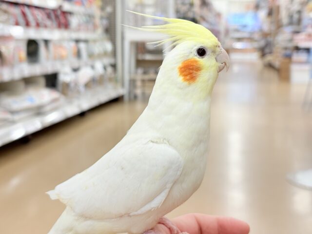 オカメインコ