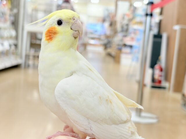 オカメインコ