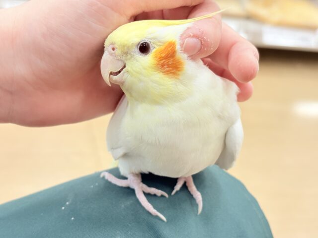 オカメインコ