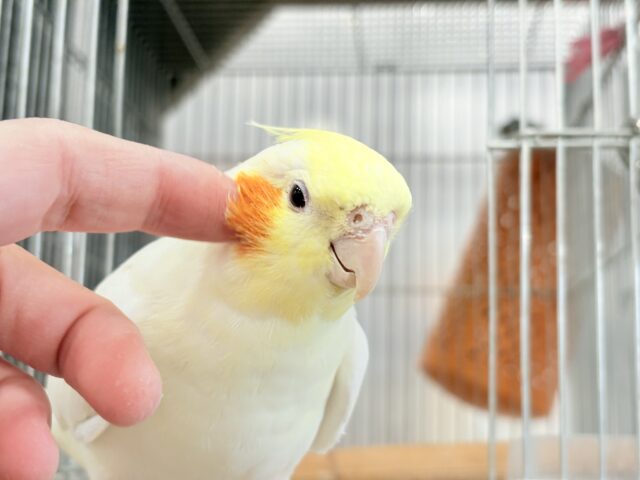 オカメインコ