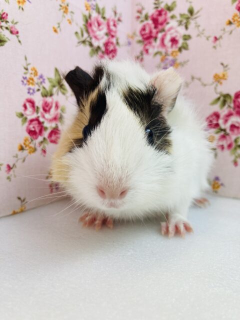 アビシニアンモルモット