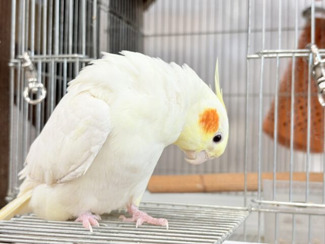 オカメインコ