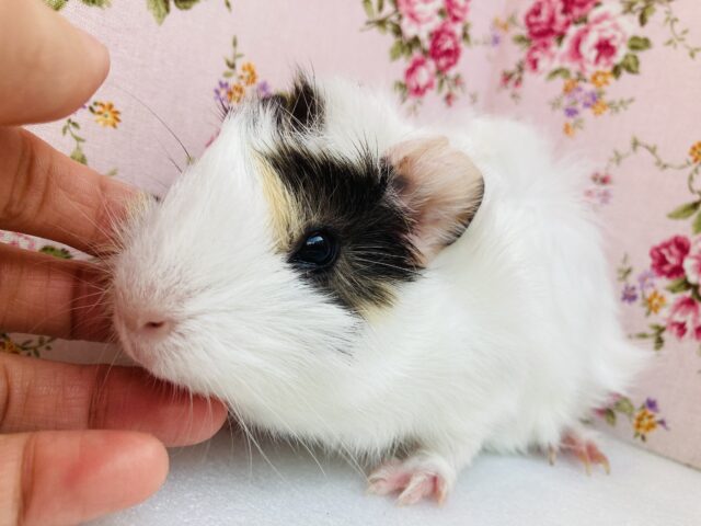 アビシニアンモルモット