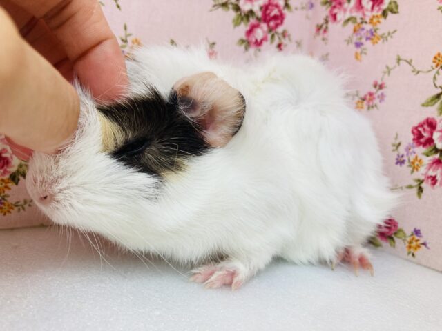 アビシニアンモルモット