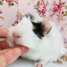 色合い素敵❤︎かわいさ無敵٩´꒳`۶°˖ アビシニアンモルモットさん､女のコ🌟♀