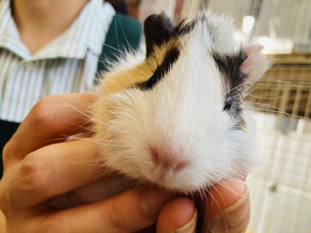 アビシニアンモルモット