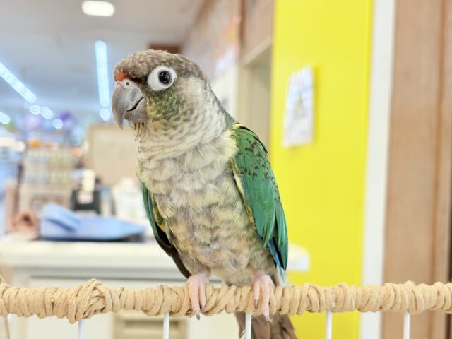 ワキコガネウロコインコ