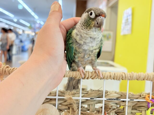 ワキコガネウロコインコ