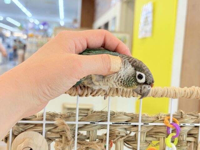 ワキコガネウロコインコ