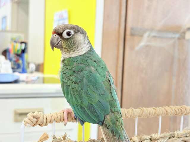 ワキコガネウロコインコ