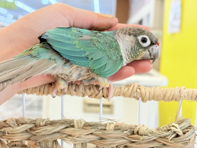 ワキコガネウロコインコ