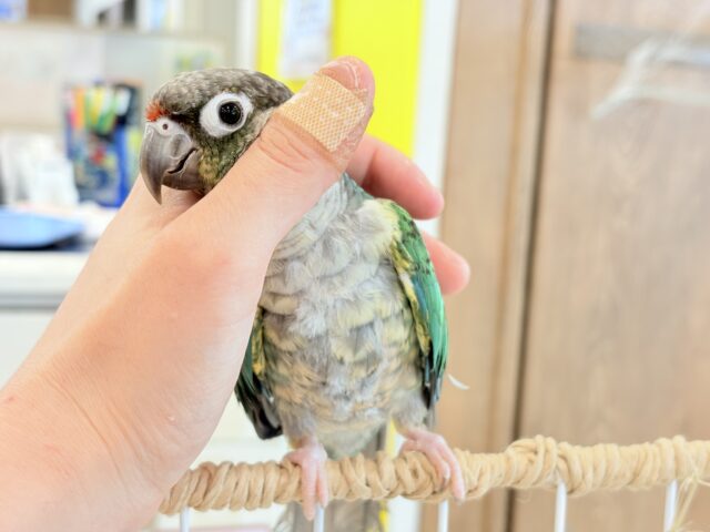 ワキコガネウロコインコ
