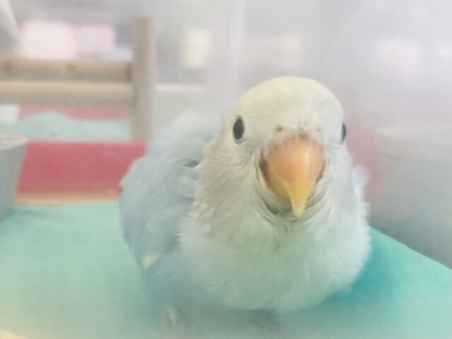 最上級にかわいいの~❤︎*ˊᵕˋビュ-ティフル小桜ちゃん(ブルーオパーリン)🩵🤍