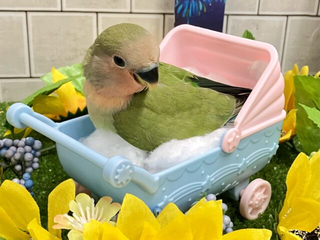 コザクラインコ（小桜インコ）