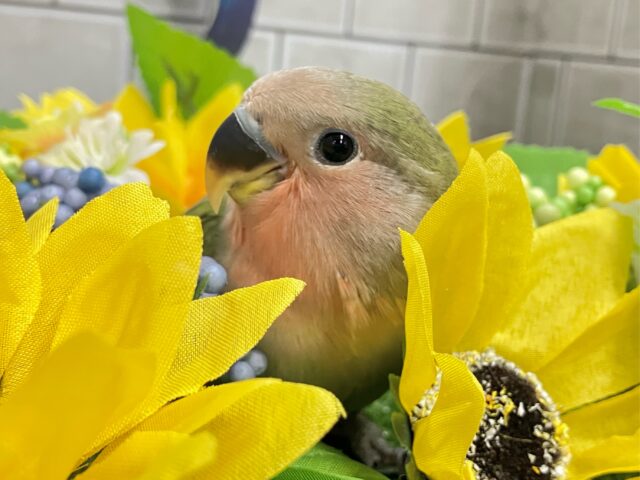 コザクラインコ（小桜インコ）