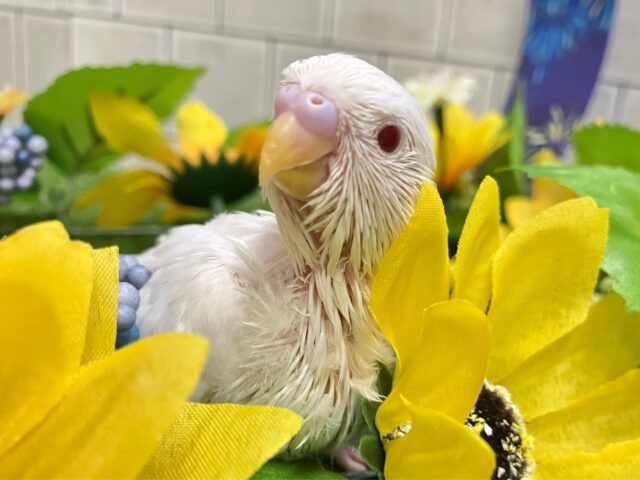 純白‎🤍‎✧*｡ミルクアイスになりたいんだ🥴🍨🥄セキセイインコ(アルビノ/2025年6月生まれ)