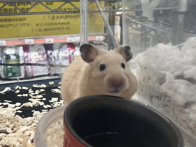 【期間延長!!】7月限定♬.*゚🏮柏フェス開催!🍧🏮 説明画像です