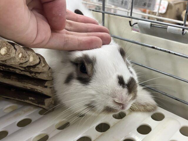 【期間延長!!】7月限定♬.*゚🏮柏フェス開催!🍧🏮 説明画像です