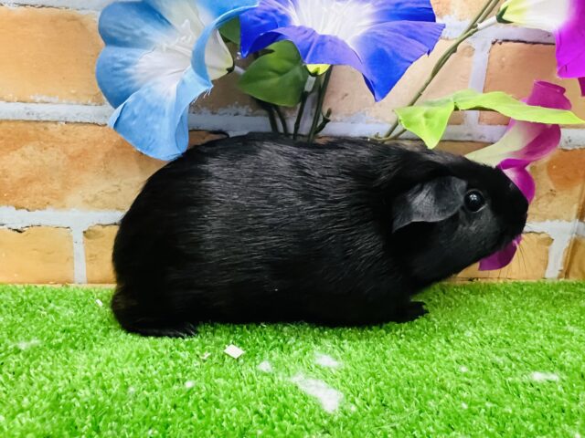 ロシアンモルモット