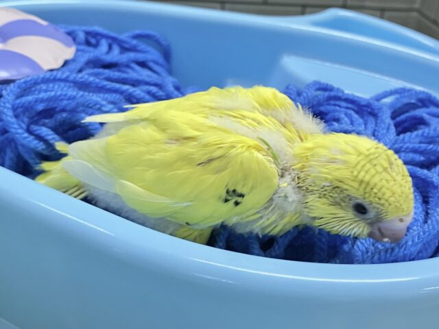 セキセイインコ