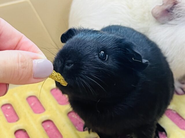 ロシアンモルモット