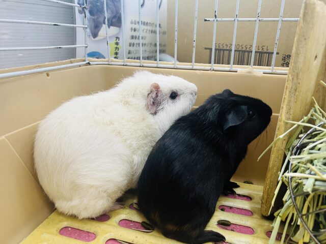 ロシアンモルモット