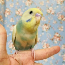 かわいい甘えんぼさん❤︎*ˊᵕˋ 人が大好きなベタなれセキセイちゃん❢❢🫧