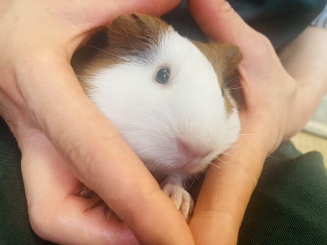 イングリッシュモルモット