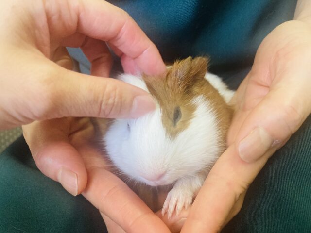 イングリッシュモルモット