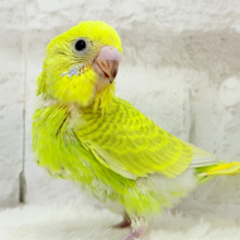 【最新画像更新🪄】ふんわり柔らか🫧セキセイインコ(スパングル) ヒナ