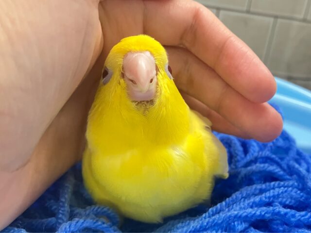 サザナミインコ