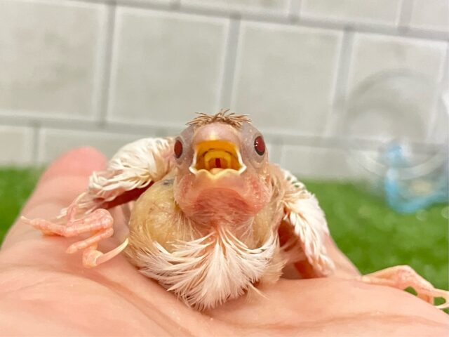 純白…ﾉﾝﾉﾝ🧸⋆*ココアをちょい被り🤭☕️‪十姉妹(シロ/2025年6月生まれ)