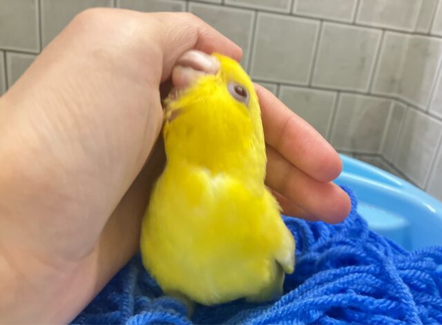 サザナミインコ
