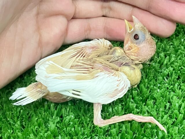 十姉妹（ジュウシマツ）