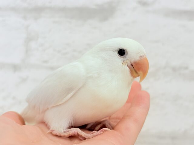 コザクラインコ（小桜インコ）