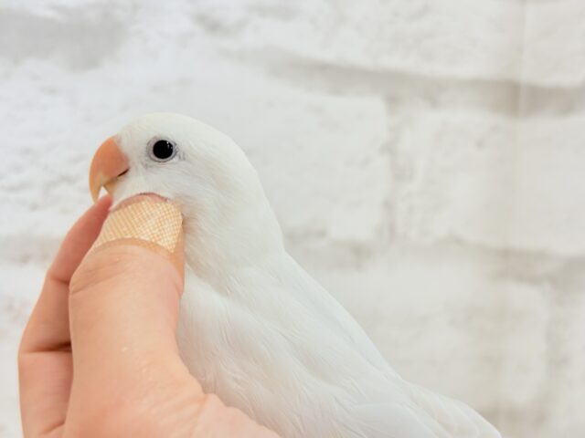 コザクラインコ（小桜インコ）