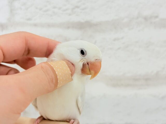 コザクラインコ（小桜インコ）