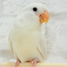 【動画更新🪄もうすぐひとり餌‪☆】透明感たっぷり‪🍦‬魅惑の色合い🫧コザクラインコ(ダイリュート系シナモン) ヒナ