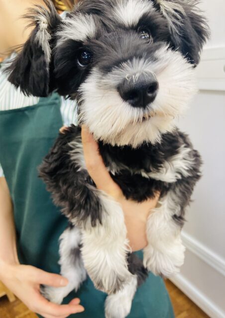 ミニチュアシュナウザー