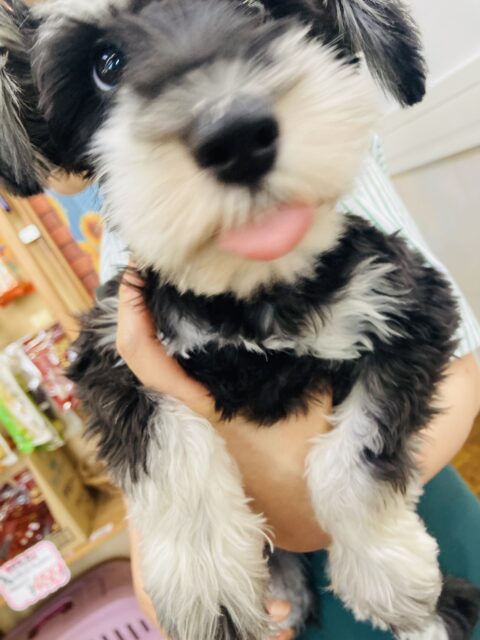 ミニチュアシュナウザー