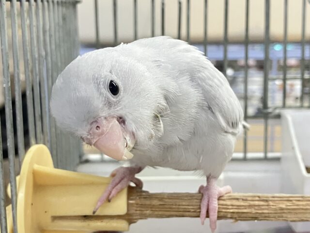 ✨最新画像✨美カラーのワンパクカイジュウっ！️🩵(≧◇≦)⟡.*　マメルリハインコ