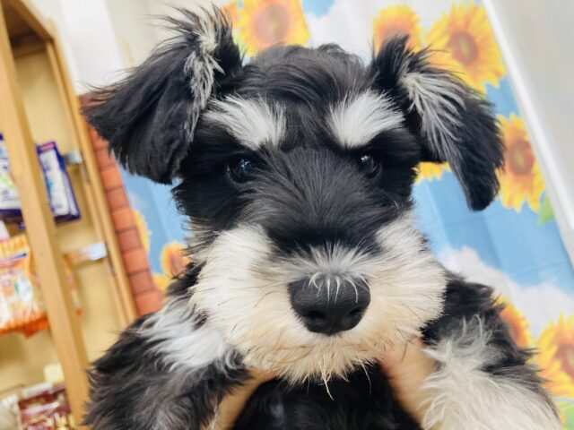 ミニチュアシュナウザー