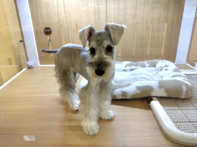 ミニチュアシュナウザー