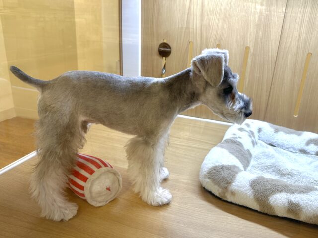 ミニチュアシュナウザー