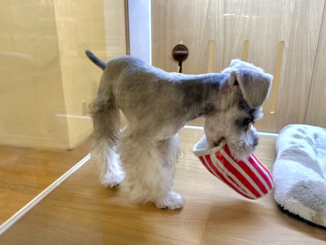 ミニチュアシュナウザー