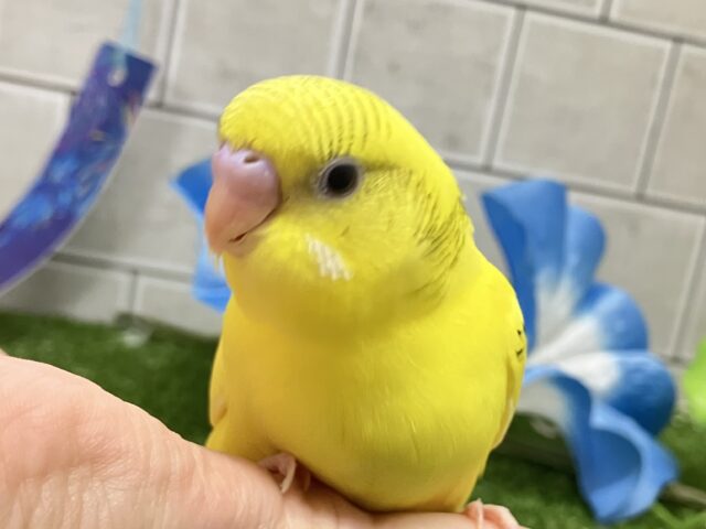 ✨最新画像✨こころキュンキュン🕊️柚子ｯﾁｬﾝ❕💛✧*｡セキセイインコ(イエローハルクイン/2025年6月生まれ)