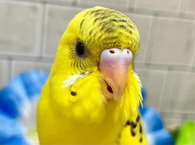 セキセイインコ