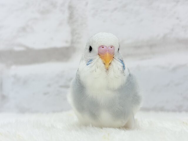 ジャンボセキセイインコ