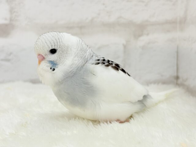 ジャンボセキセイインコ