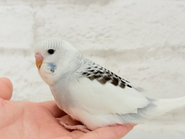 ジャンボセキセイインコ